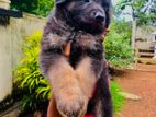 Germanshephad lone cort mele pappy