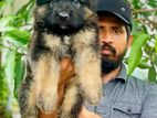 German Shepherd Long Coat Puppies