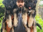 German Shepherd Long Coat Puppies