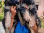 German Shepherd Longcourt Puppy