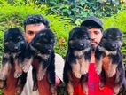 German Shepherd Long Coat Puppies