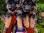 German Shepherd Puppies