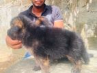 Germanshephad lonecort pappy