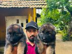 Germanshephad lonecort pappy