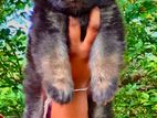 German Shepherd Long Coat Puppy