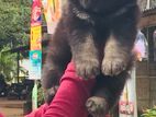 German Shepherd Long Court Puppy