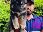 German Shepherd Puppies