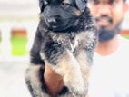 German Shepherd Puppy