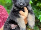 German Shepherd puppy