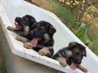 German Shepherd Puppies
