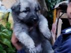 German Shepherd Puppy