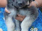 German Shepherd Puppy
