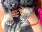 German Shepherd Long Coat Puppies