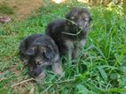 German Shepherd Puppies