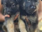 German Shepherd Puppies