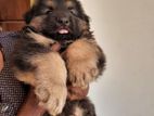 German Shepherd Puppy