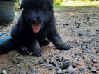 Germansheprd puppy