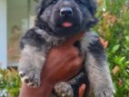 German Shepherd Puppy
