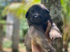 German Sheperd Puppy