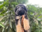 Germansheprd puppy