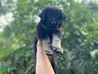 Germansheprd puppy