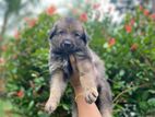 Germansheprd puppy