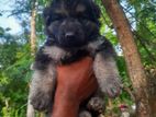 Germansheprd puppy