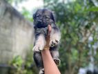 German Shepherd Puppies