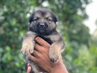 Germansheprd puppy