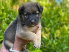 German Shepherd Puppy