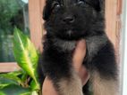 German Sheperd Puppy