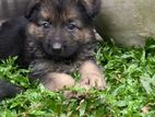 German Shepherd Puppy