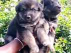 German Shepherd Puppy