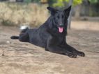 German Shepred Puppy for Crosing