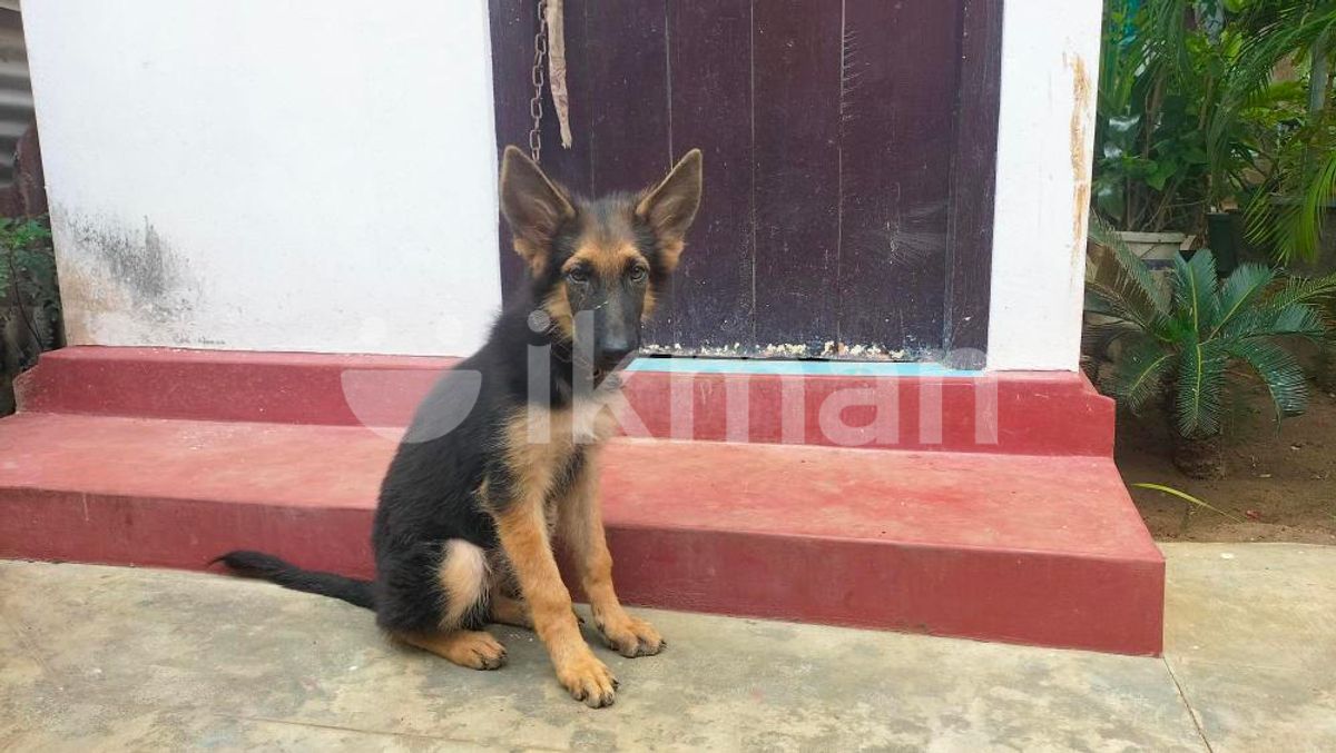 German Shepherd Dog Price In Bangladesh German Shepherd Puppy For