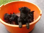 German Shepherd Puppies