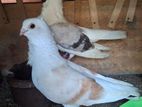 German Owl pigeon