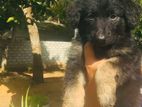 Germen shaped puppy