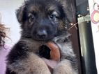 German Shepherd Puppy