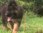 German Shepherd Puppy