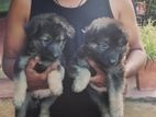 German Shepherd Puppies