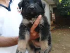 Germen Sheped Puppies