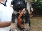 German Shepherd Puppies