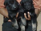 German Shepherd Puppy