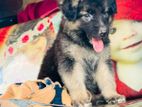 German Shepherd Long Coat