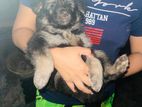 Germen Sheperd Long Coat Puppy