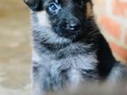 German Shepherd Puppies