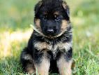 Germen Sheperd Puppies
