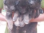 Germen Sheperd Puppies