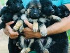 German Shepherd Puppies